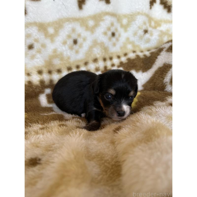 販売中の愛知県のチワックス:チワワ×ミニチュアダックスフンド-449894の6枚目