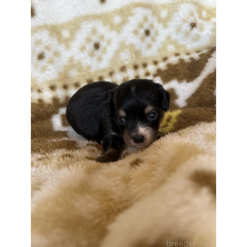 販売中の愛知県のチワックス:チワワ×ミニチュアダックスフンド-449894の5枚目