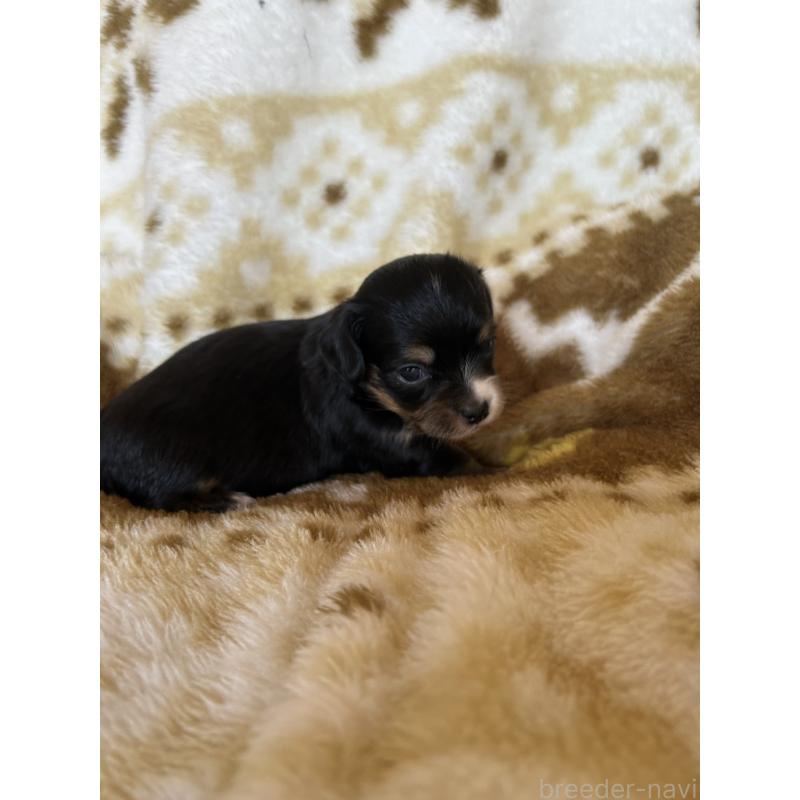 販売中の愛知県のチワックス:チワワ×ミニチュアダックスフンド-449894の4枚目