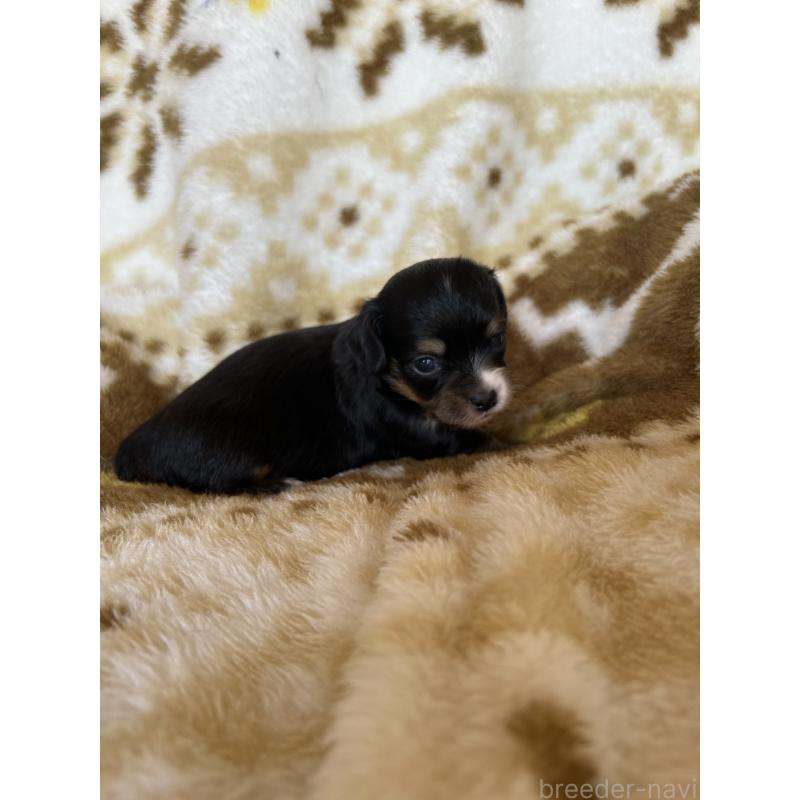 販売中の愛知県のチワックス:チワワ×ミニチュアダックスフンド-449894の3枚目