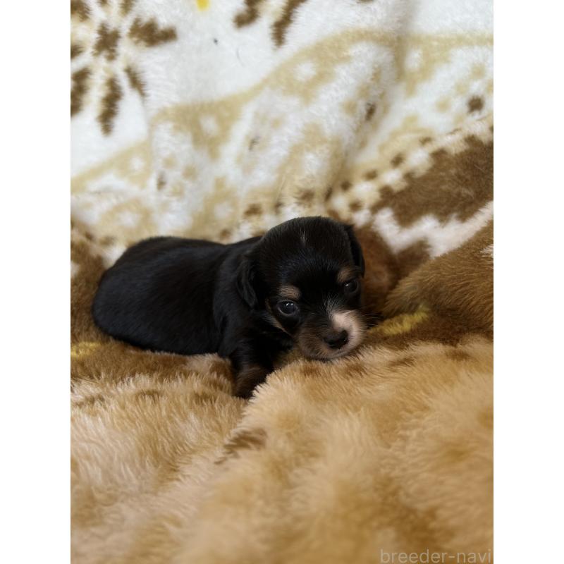 販売中の愛知県のチワックス:チワワ×ミニチュアダックスフンド-449894の2枚目