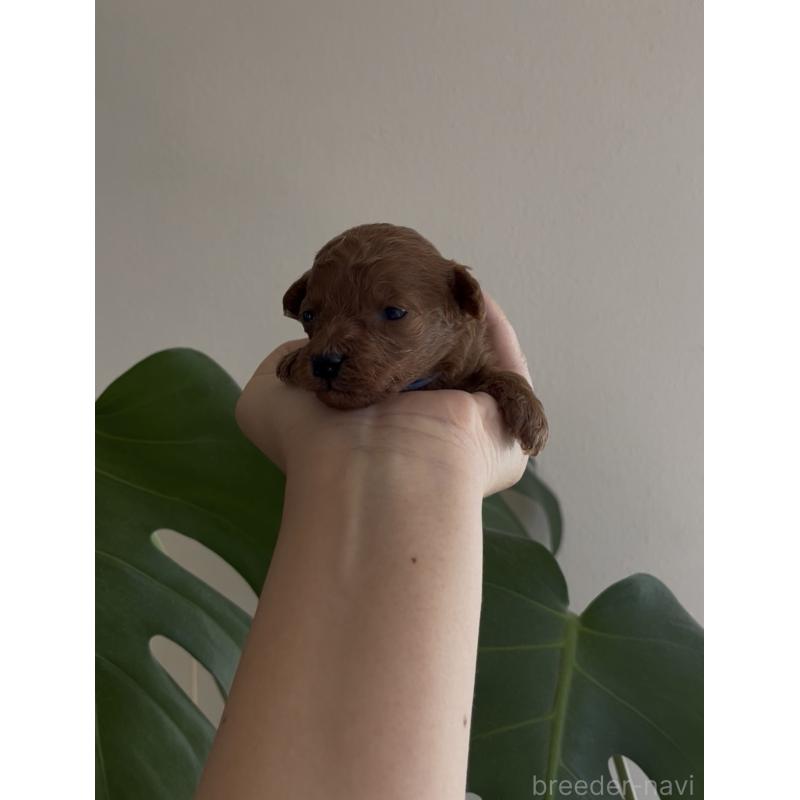 販売中の鹿児島県のトイプードル-449893の3枚目