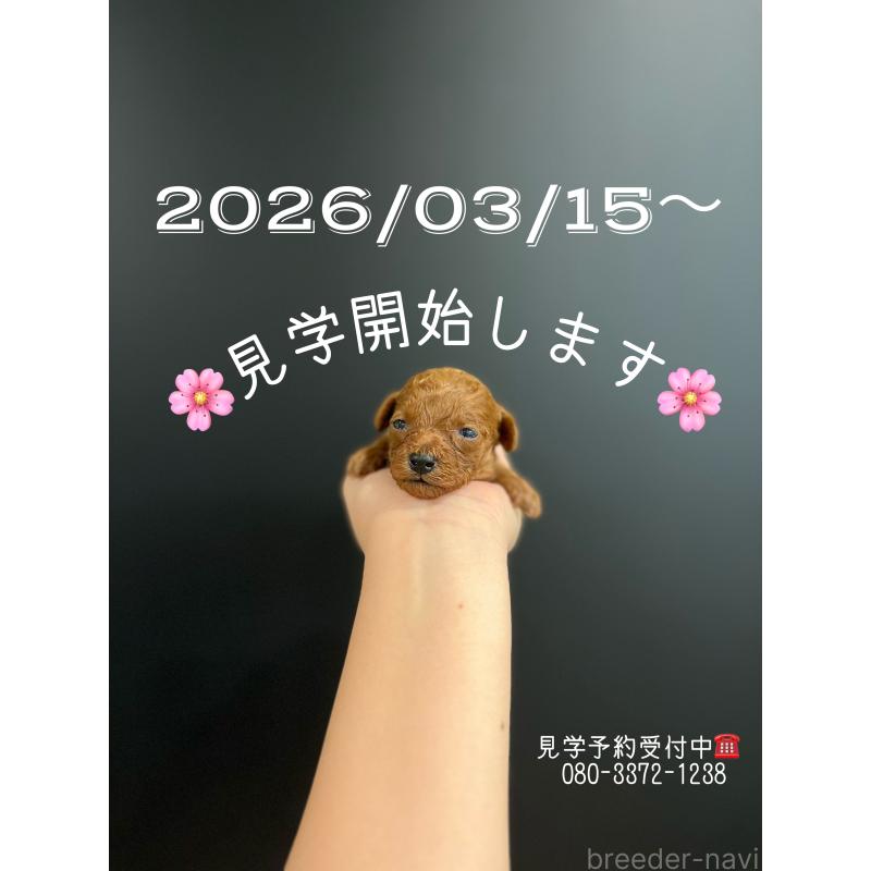 販売中の鹿児島県のトイプードル-449893の2枚目