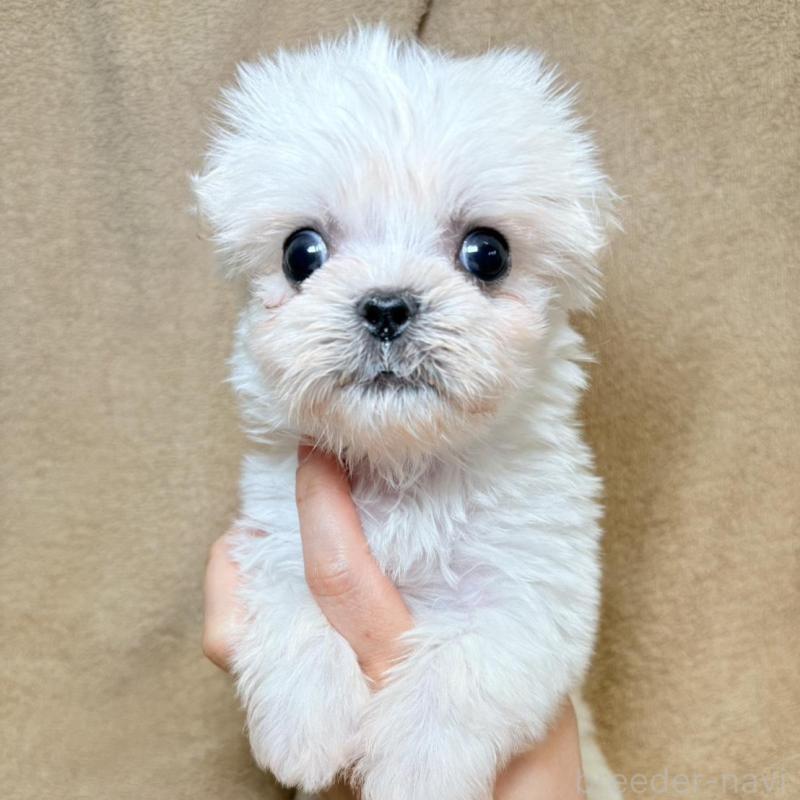 販売中の東京都のミックス犬-449895