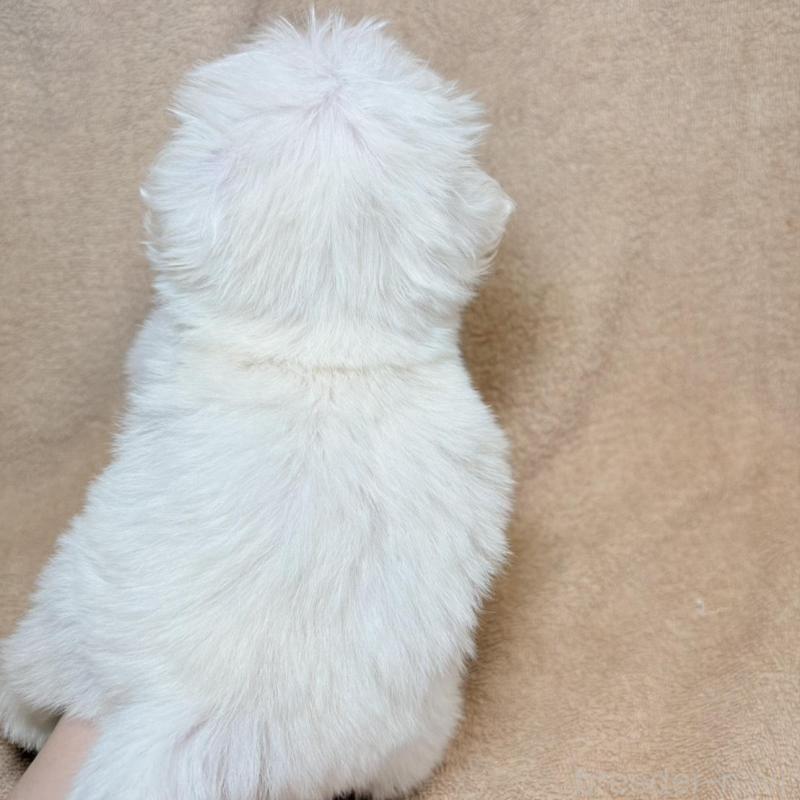 販売中の東京都のミックス犬-449895の12枚目