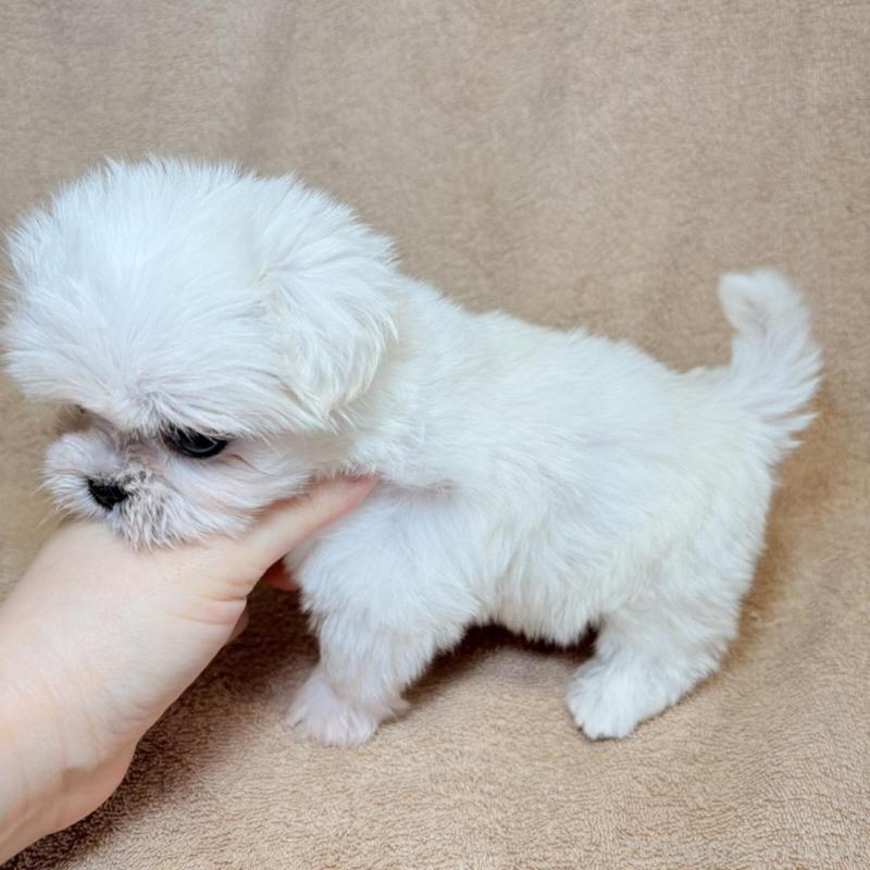 販売中の東京都のミックス犬-449895の11枚目