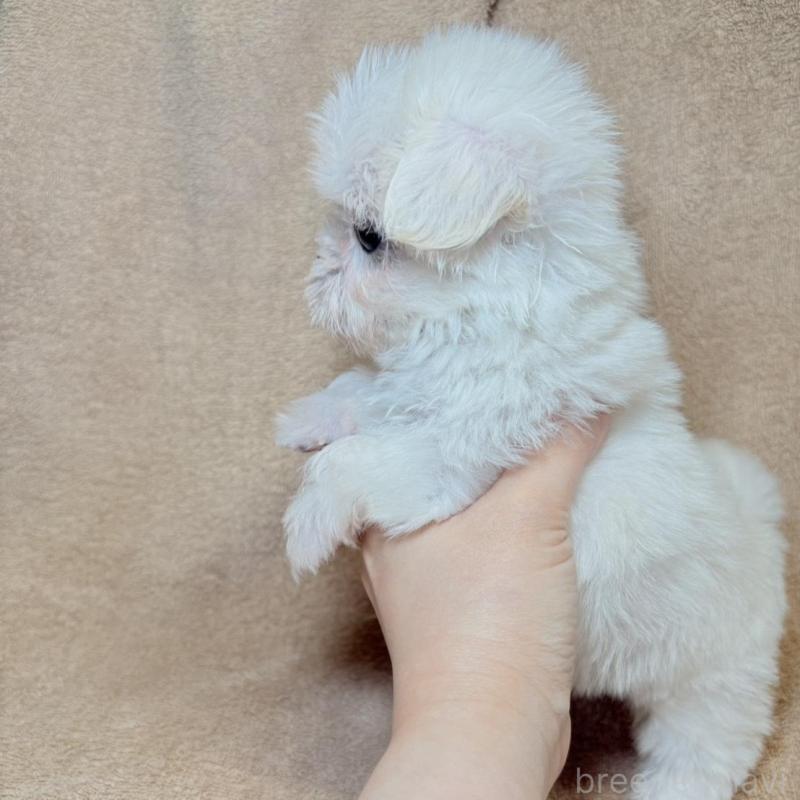 販売中の東京都のミックス犬-449895の10枚目