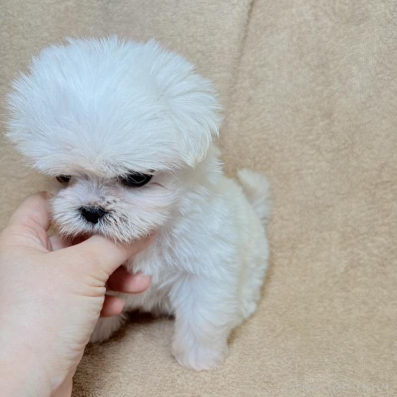 販売中の東京都のミックス犬-449895の9枚目