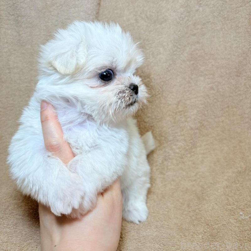 販売中の東京都のミックス犬-449895の8枚目