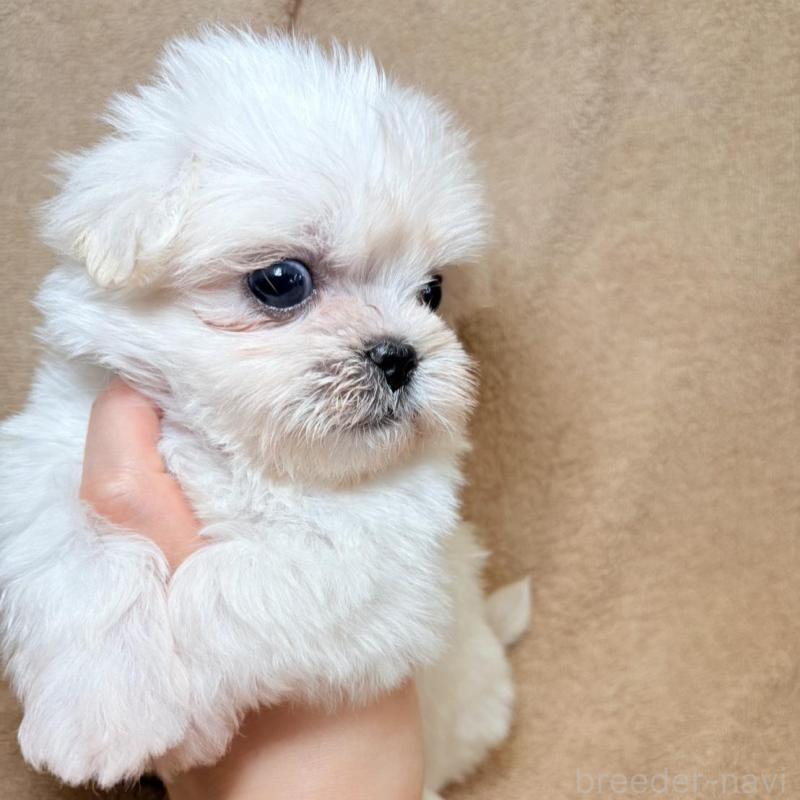 販売中の東京都のミックス犬-449895の7枚目