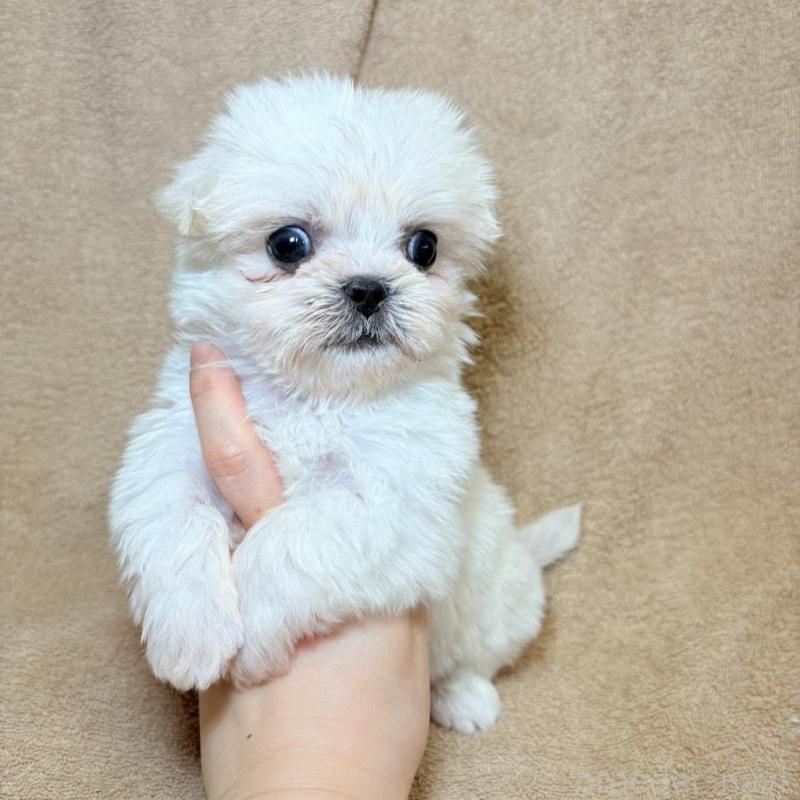 販売中の東京都のミックス犬-449895の6枚目