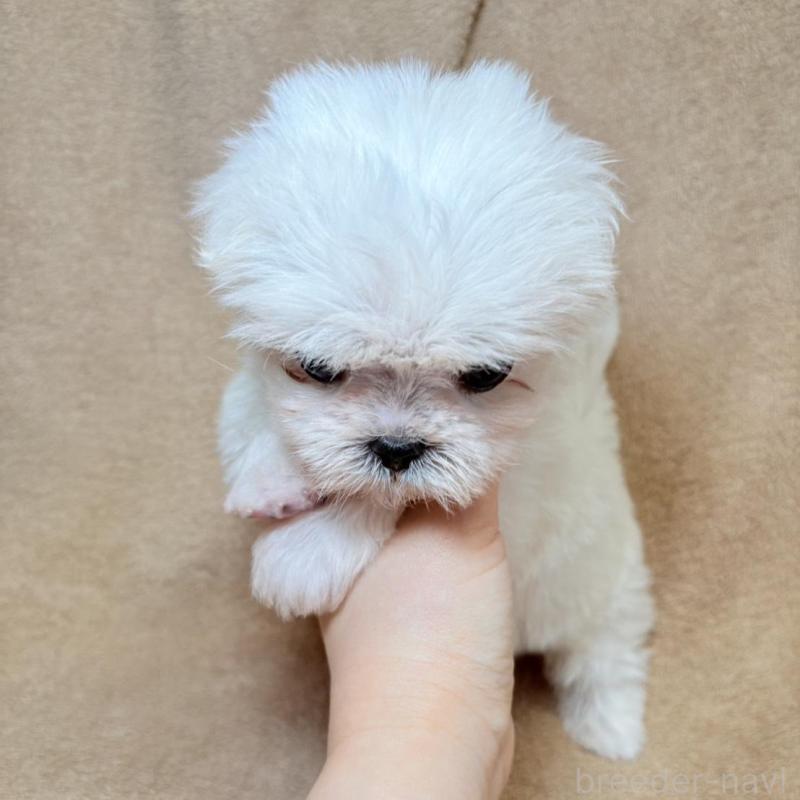 販売中の東京都のミックス犬-449895の5枚目