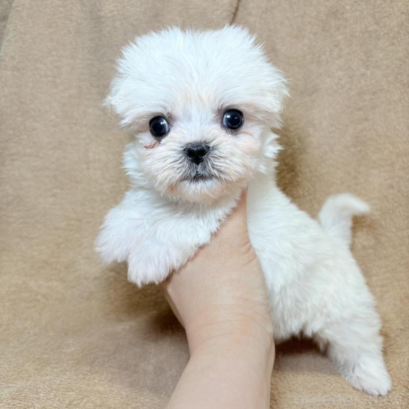 販売中の東京都のミックス犬-449895の3枚目