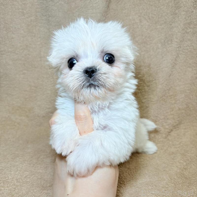 販売中の東京都のミックス犬-449895の2枚目