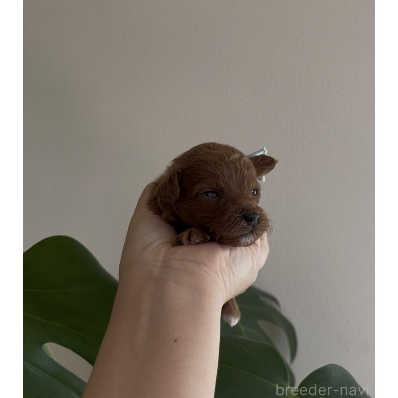 販売中の鹿児島県のトイプードル-449896の3枚目