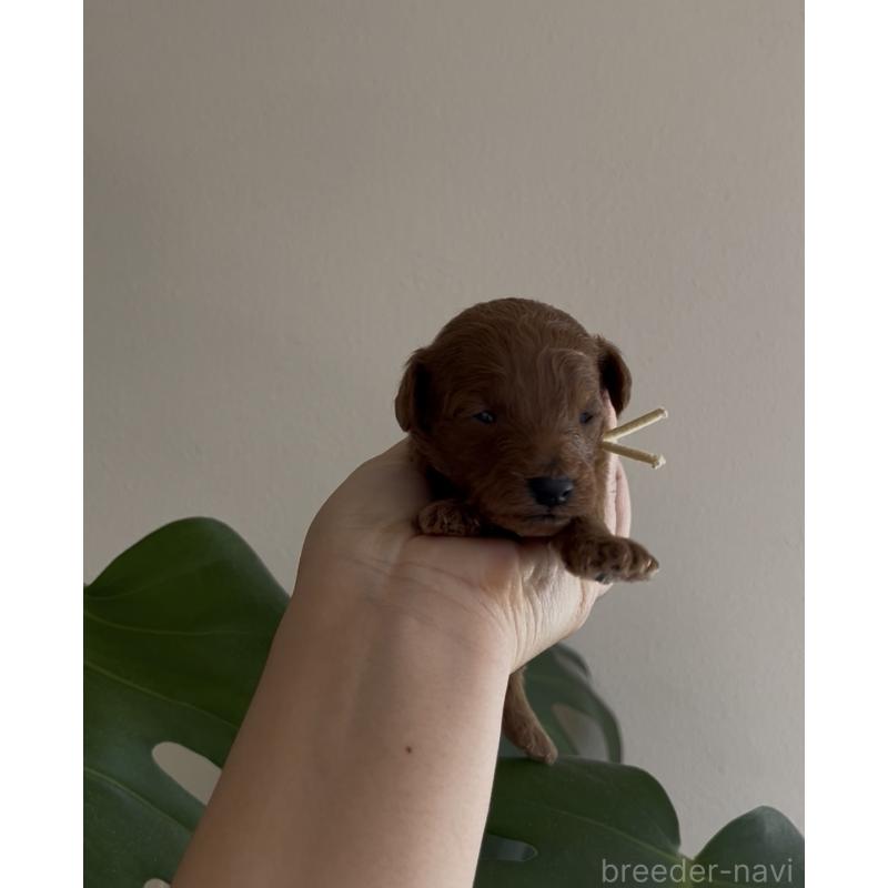 販売中の鹿児島県のトイプードル-449898の3枚目