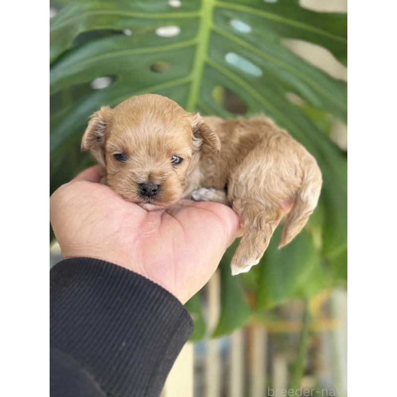 販売中の静岡県のマルプー:マルチーズ×トイプードル-449897の5枚目