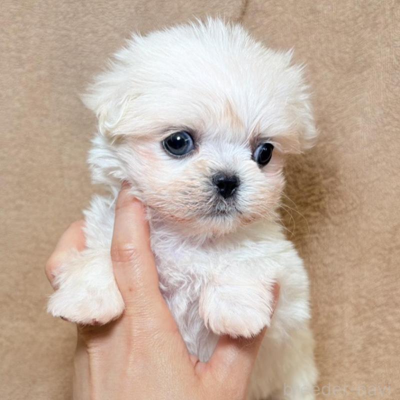 販売中の東京都のミックス犬-449899の1枚目