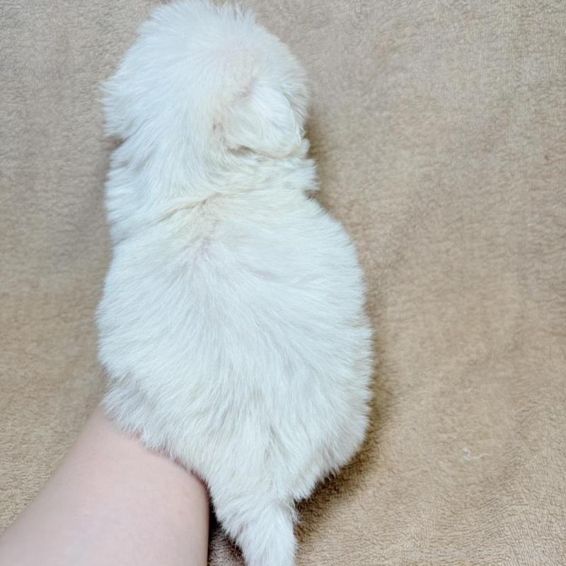 販売中の東京都のミックス犬-449899の12枚目