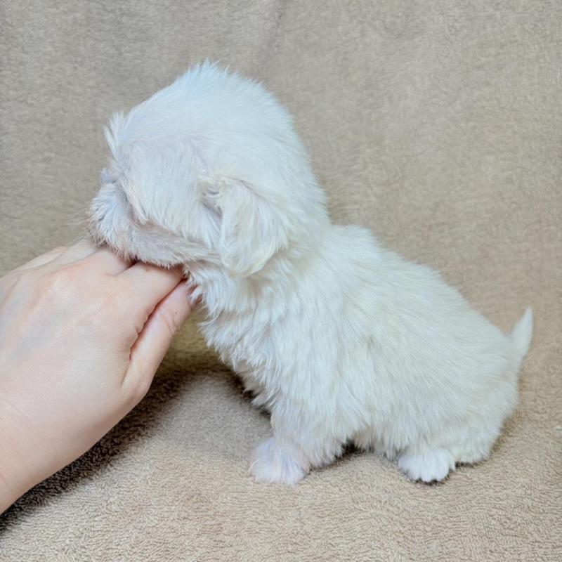 販売中の東京都のミックス犬-449899の11枚目