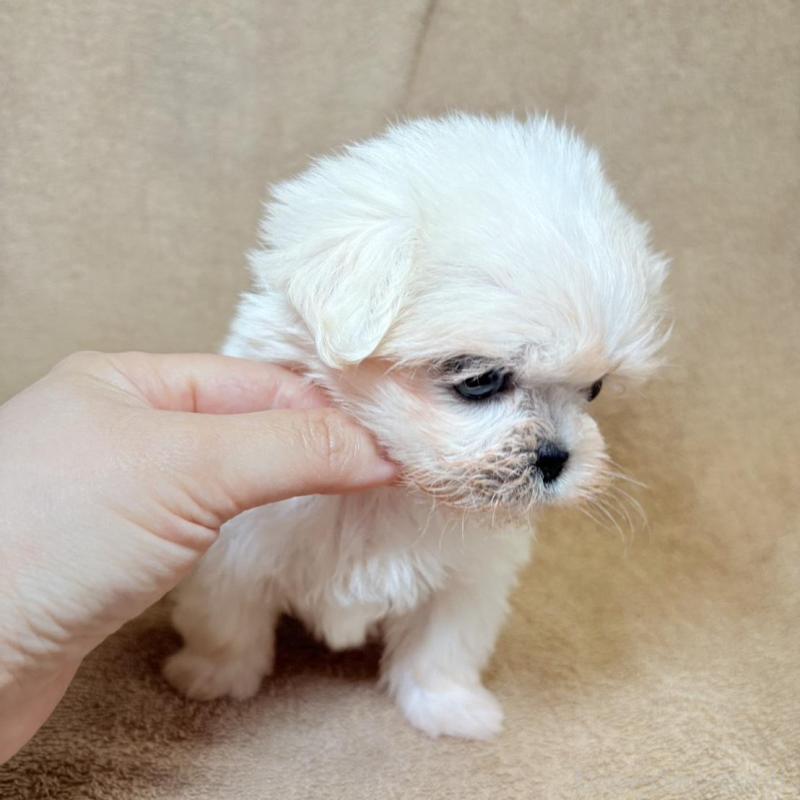 販売中の東京都のミックス犬-449899の10枚目