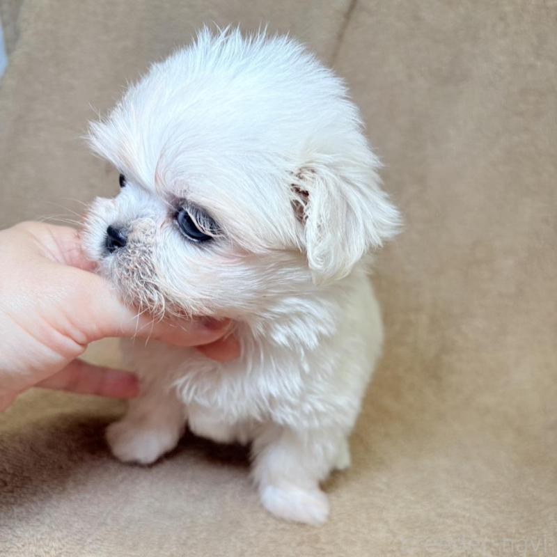 販売中の東京都のミックス犬-449899の9枚目