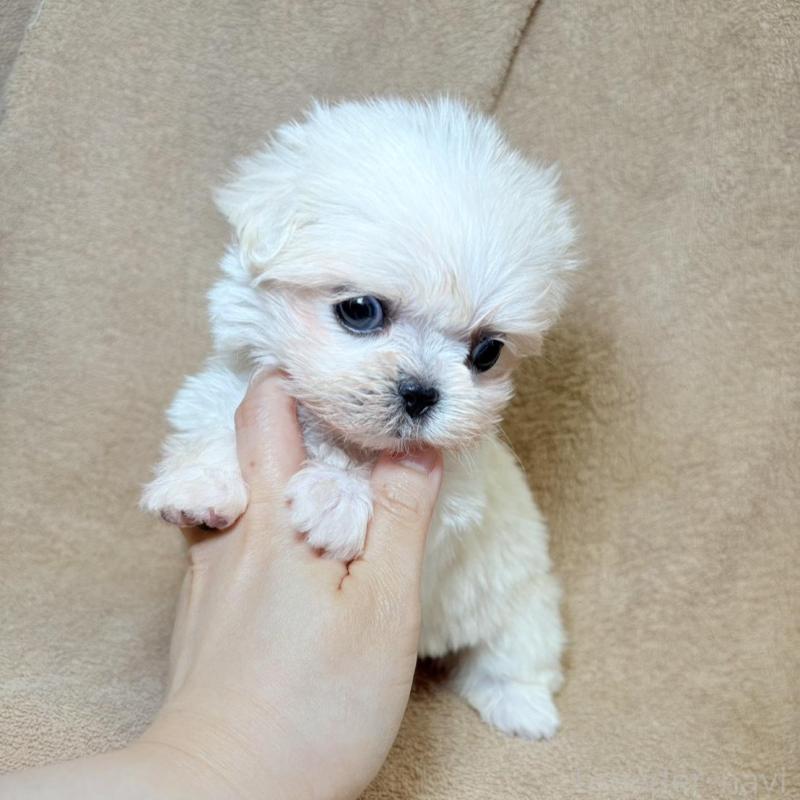 販売中の東京都のミックス犬-449899の8枚目