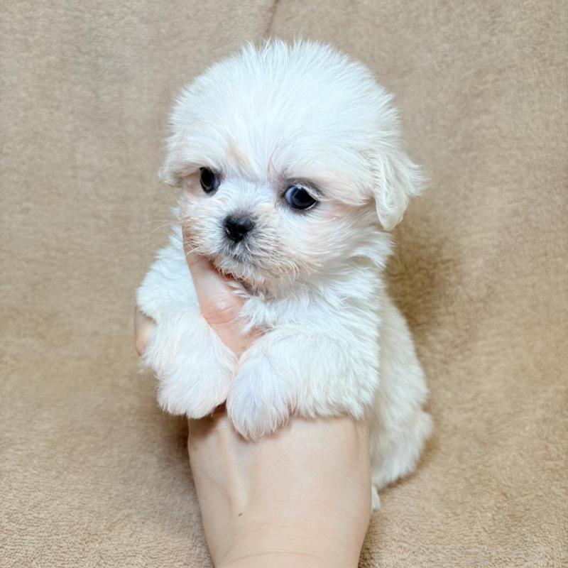 販売中の東京都のミックス犬-449899の6枚目