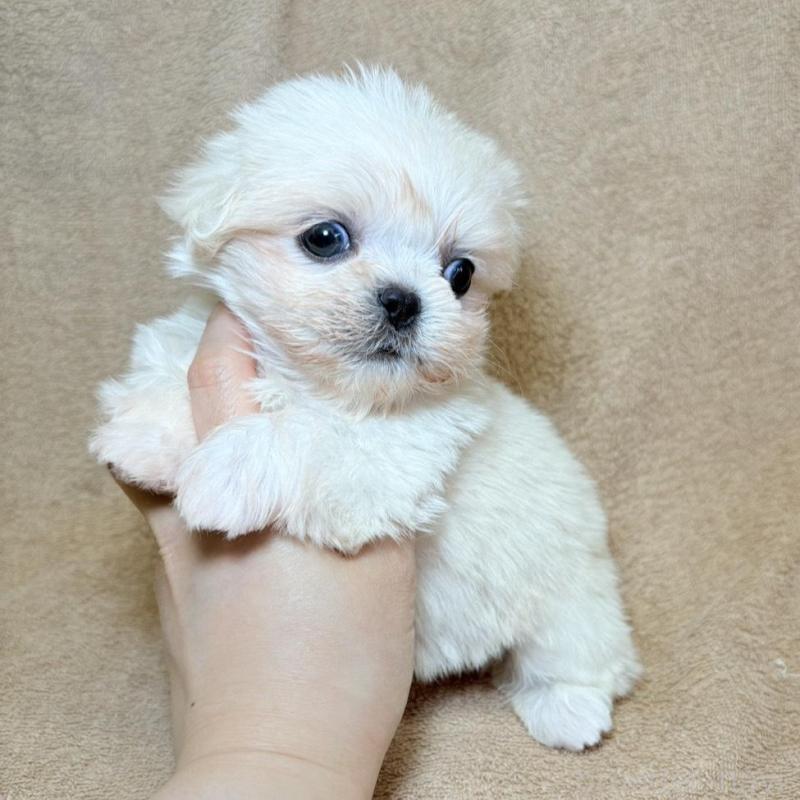 販売中の東京都のミックス犬-449899の5枚目