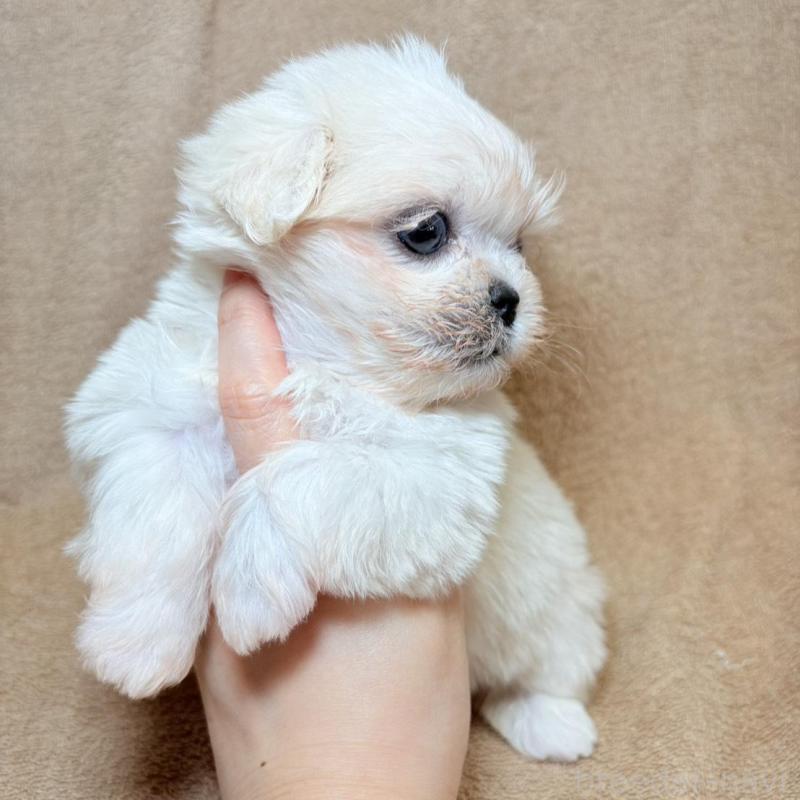 販売中の東京都のミックス犬-449899の4枚目