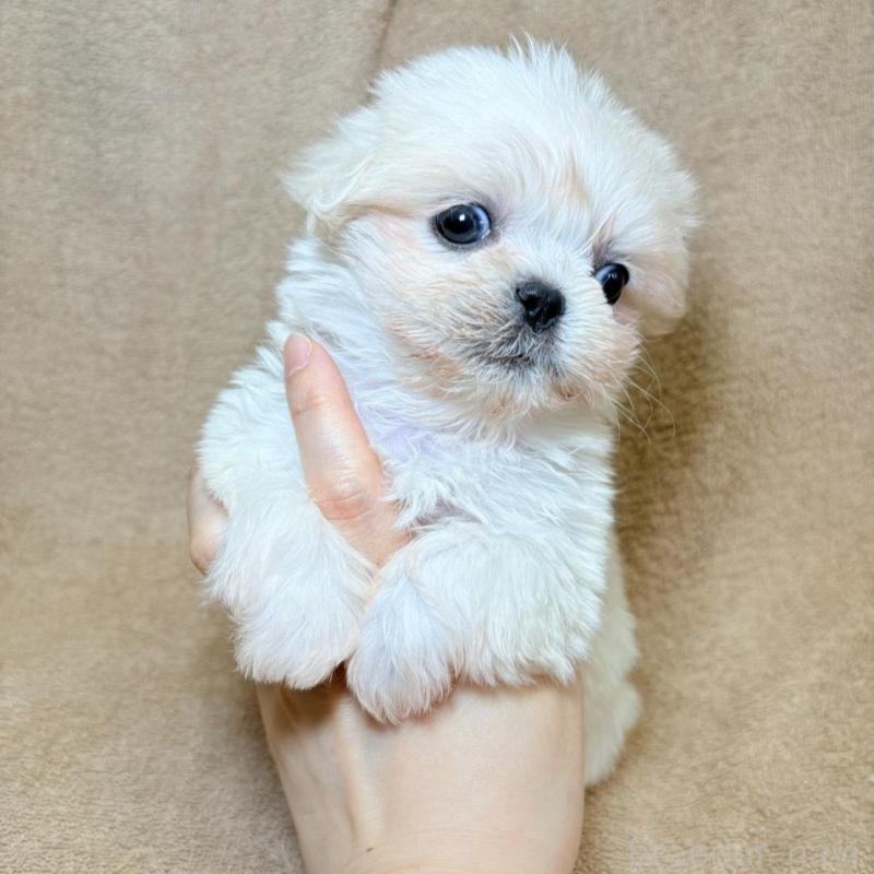 販売中の東京都のミックス犬-449899の2枚目
