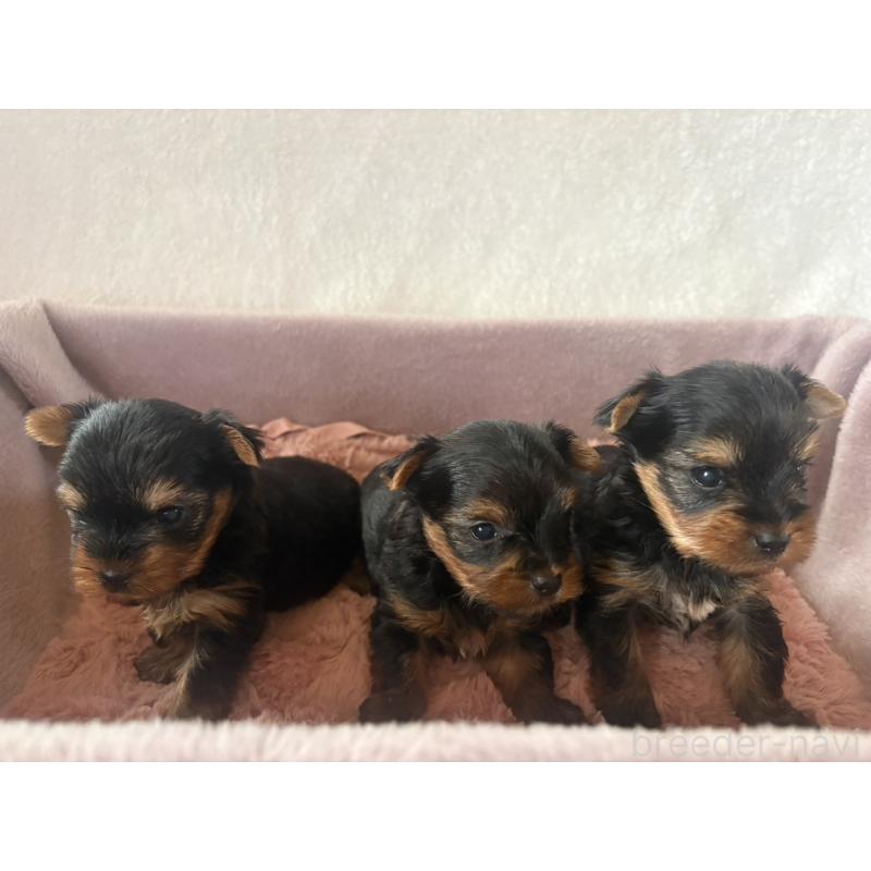 販売中の滋賀県のヨークシャーテリア-449900の2枚目