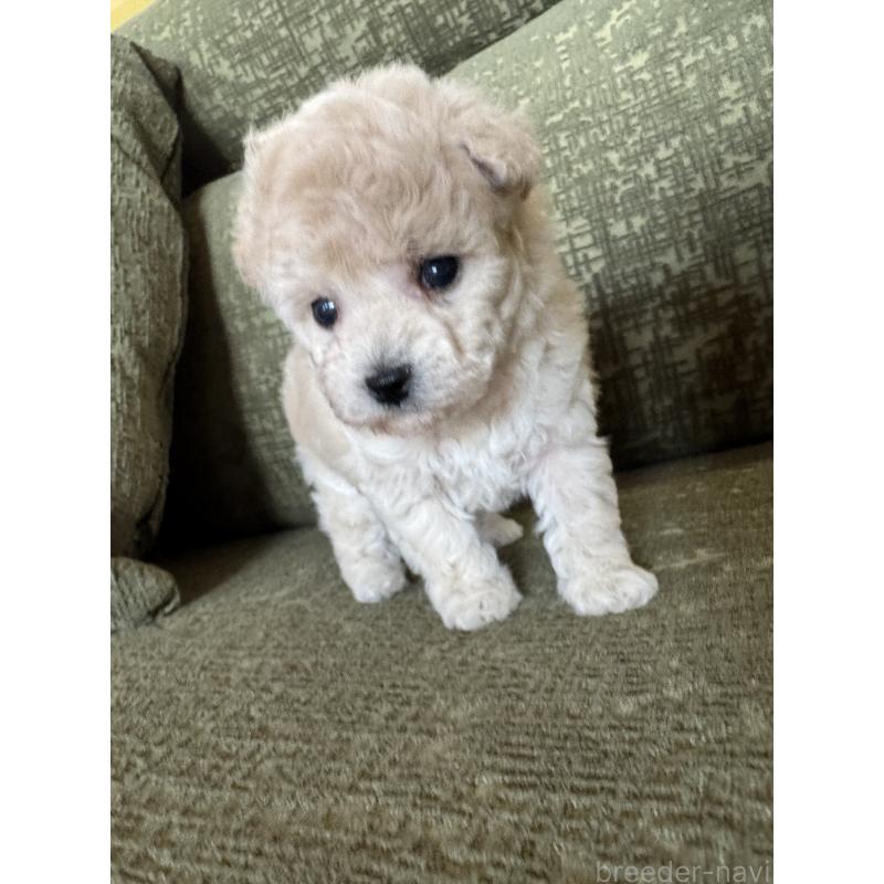 販売中の福岡県のタイニープードル-449902の6枚目