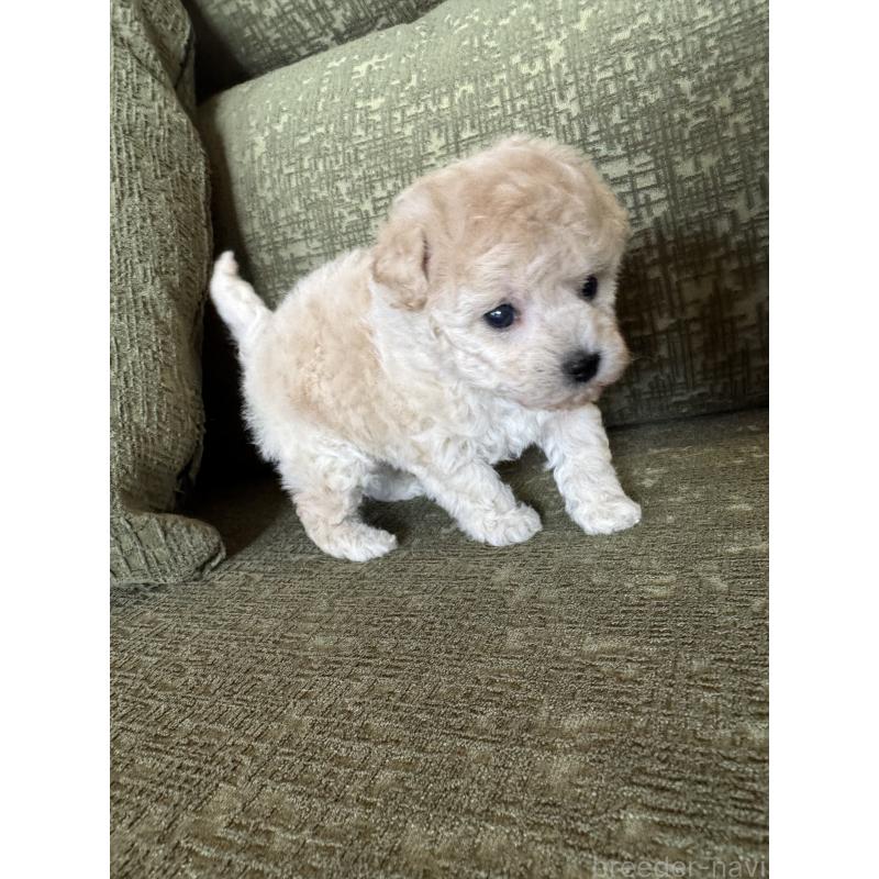 販売中の福岡県のタイニープードル-449902の5枚目