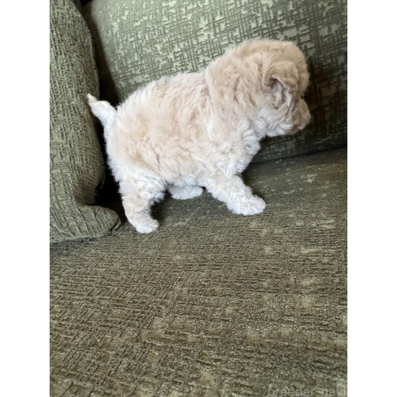 販売中の福岡県のタイニープードル-449902の4枚目