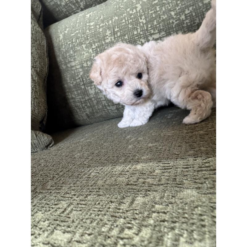 販売中の福岡県のタイニープードル-449902の3枚目