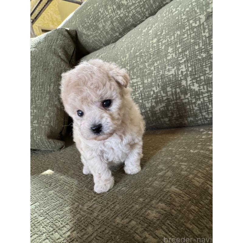 販売中の福岡県のタイニープードル-449902の2枚目