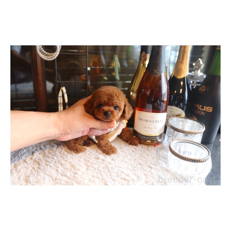 販売中の埼玉県のタイニープードル-449901の5枚目