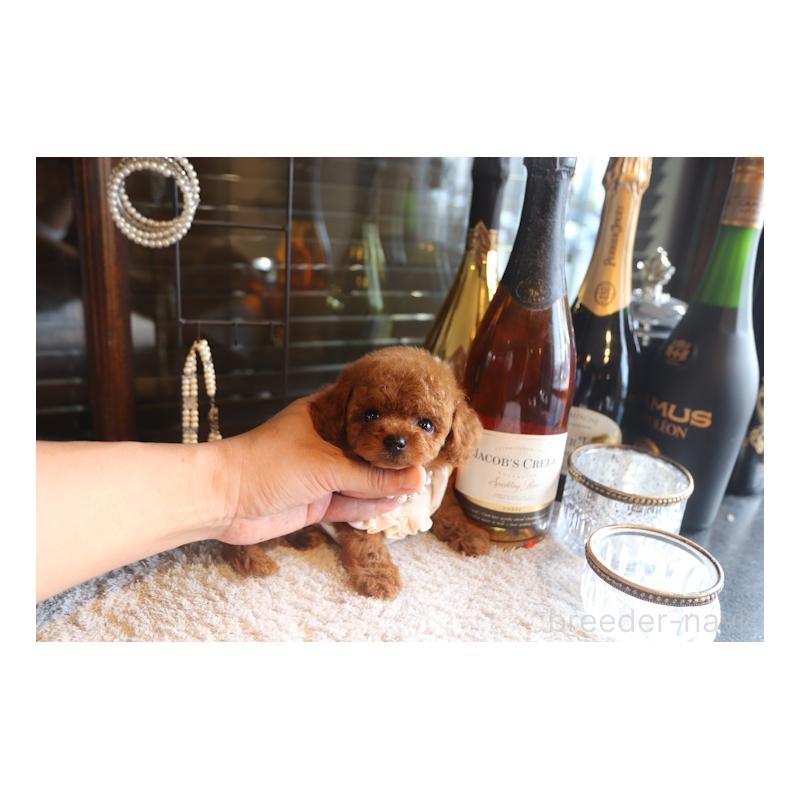 販売中の埼玉県のタイニープードル-449901の4枚目