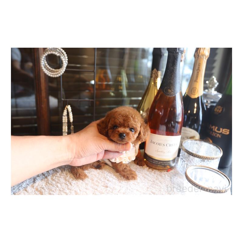 販売中の埼玉県のタイニープードル-449901の3枚目