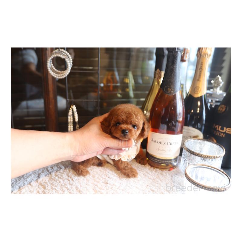 販売中の埼玉県のタイニープードル-449901の2枚目