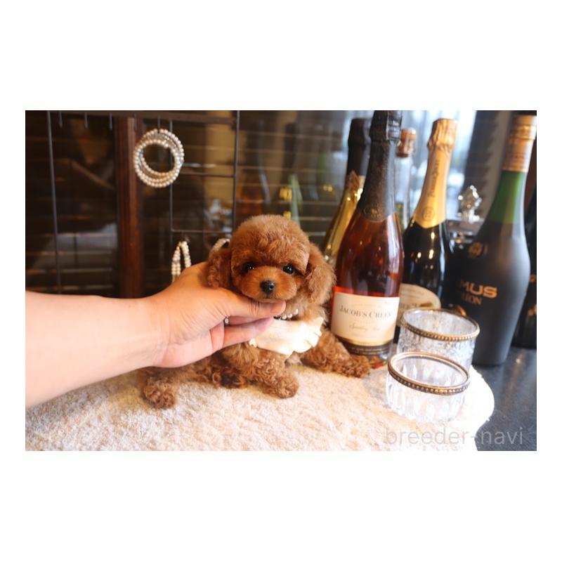 販売中の埼玉県のタイニープードル-449903の5枚目
