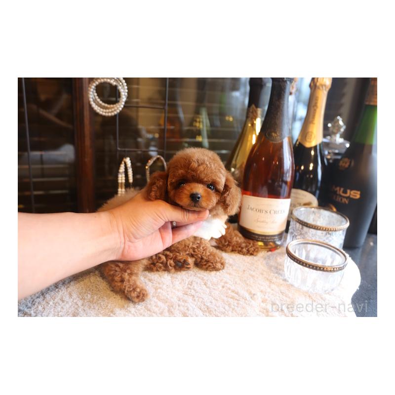販売中の埼玉県のタイニープードル-449903の3枚目