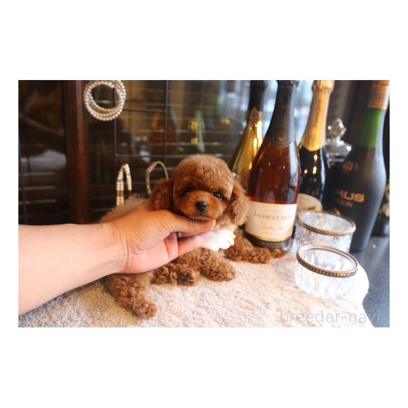販売中の埼玉県のタイニープードル-449903の2枚目