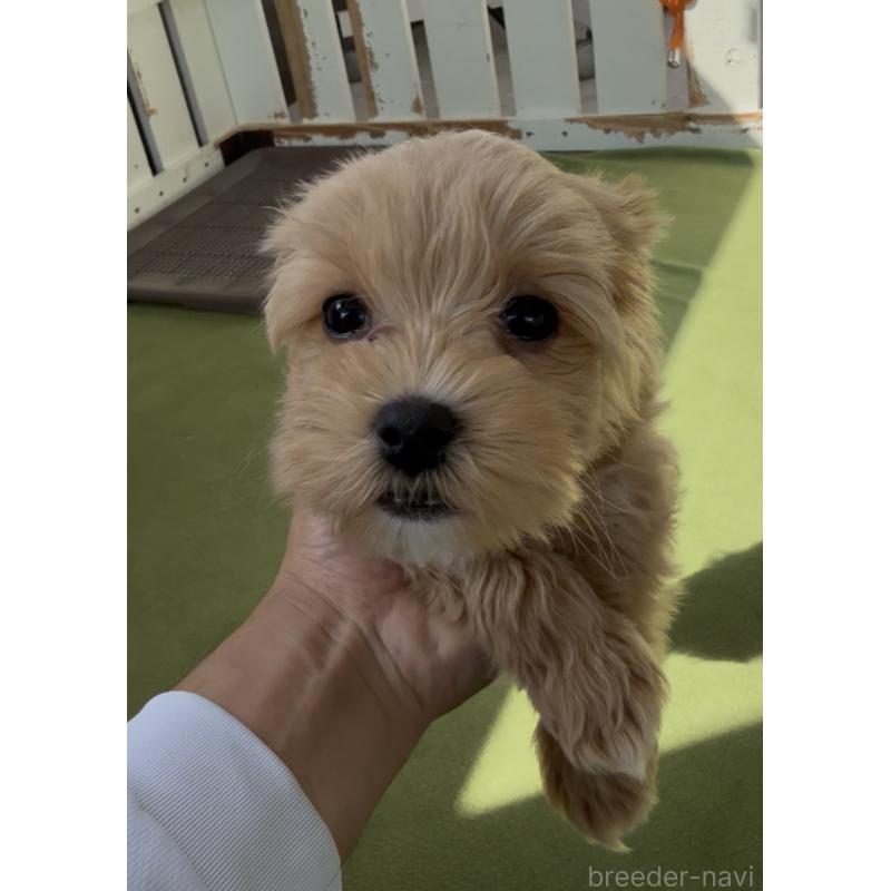 販売中の福岡県のマルプー:マルチーズ×トイプードル-440421の3枚目