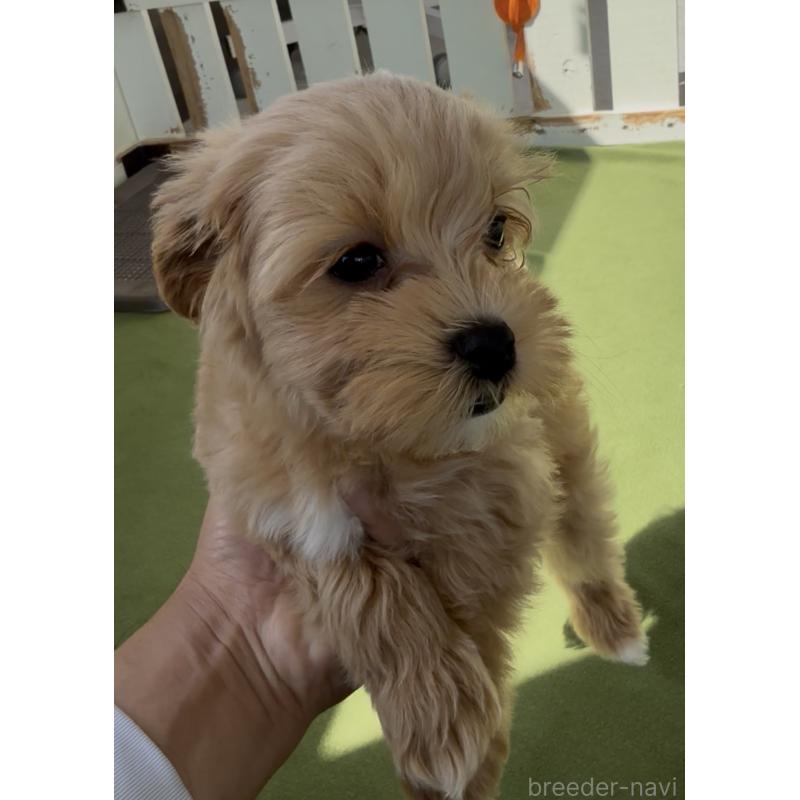 販売中の福岡県のマルプー:マルチーズ×トイプードル-440421の2枚目