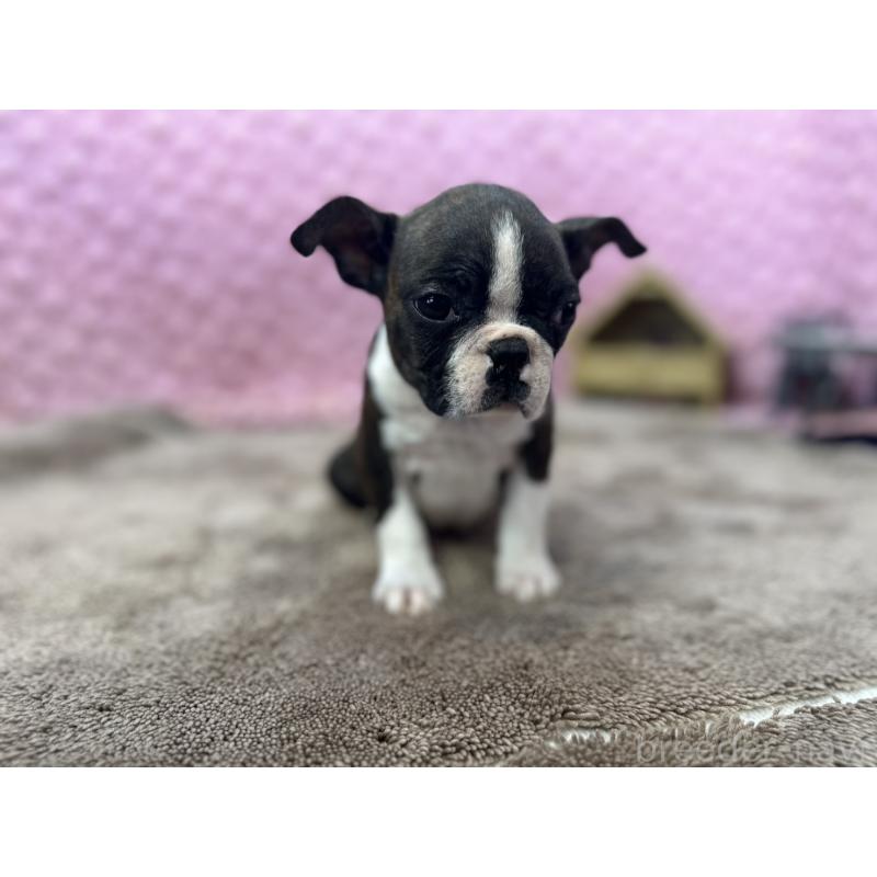 販売中の茨城県のボストンテリア-449904の18枚目