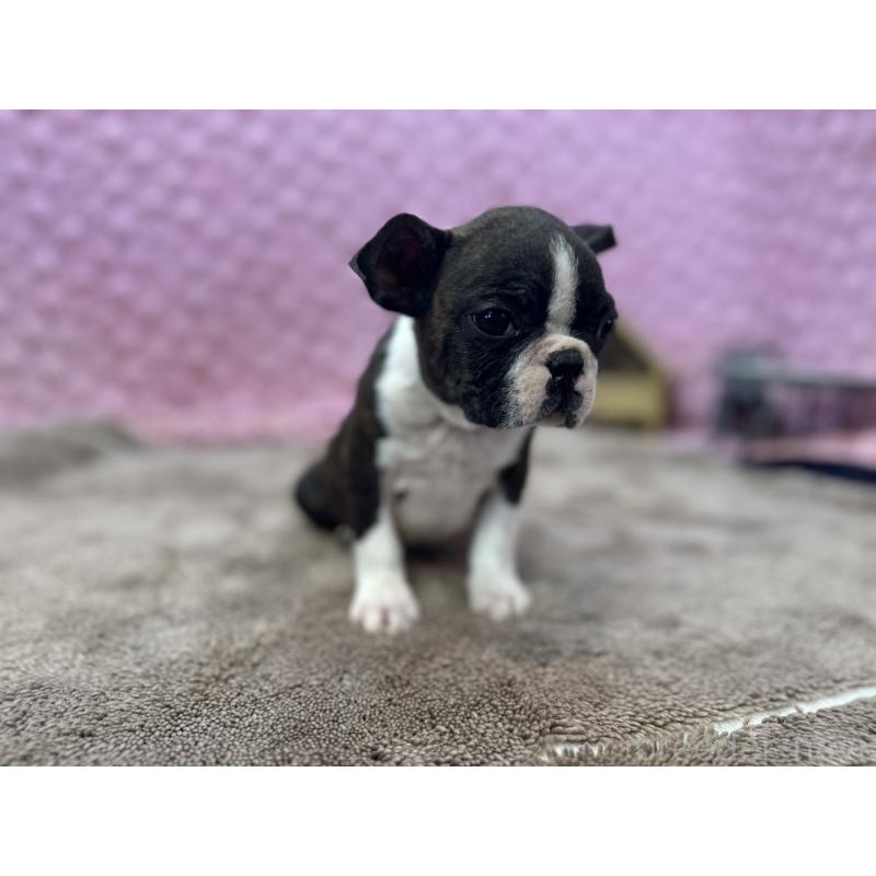 販売中の茨城県のボストンテリア-449904の17枚目