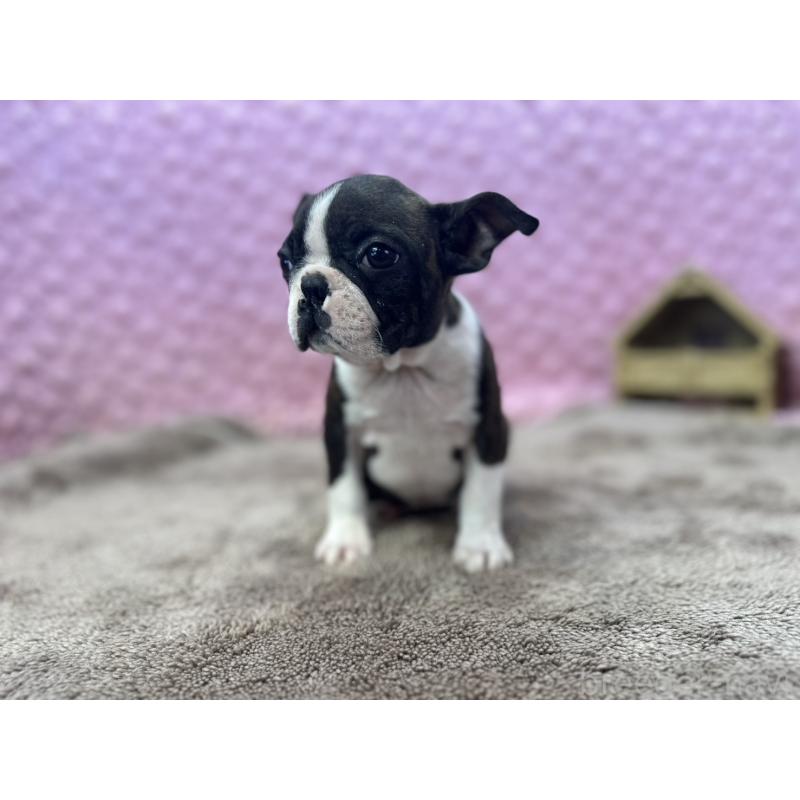 販売中の茨城県のボストンテリア-449904の16枚目