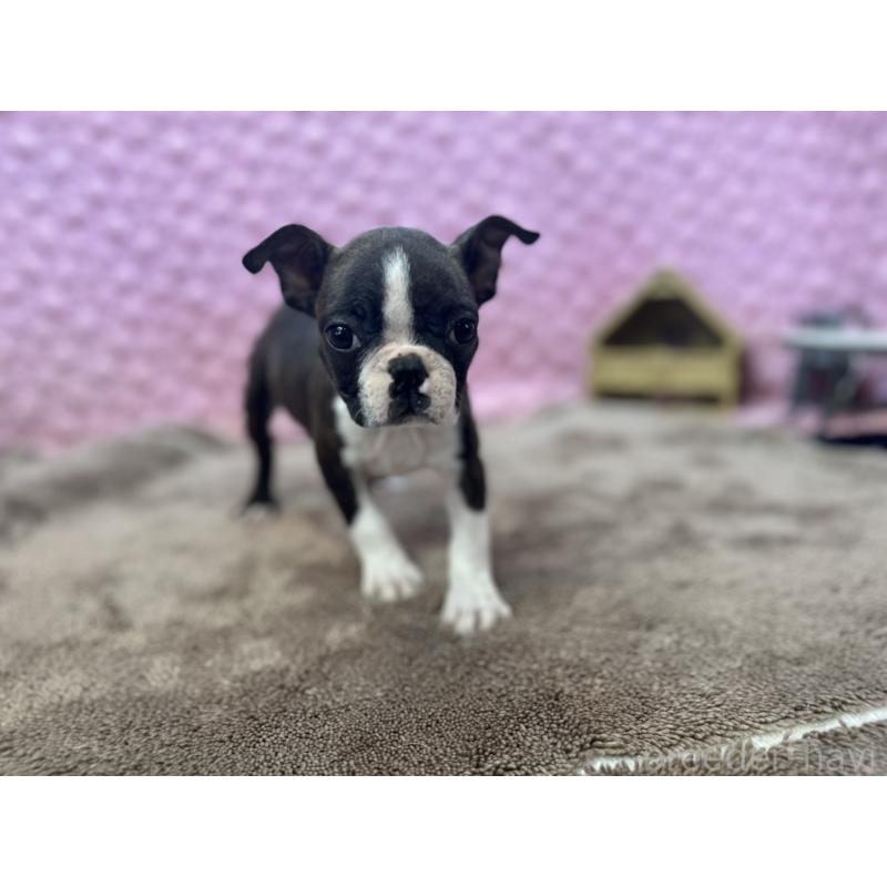 販売中の茨城県のボストンテリア-449904の15枚目